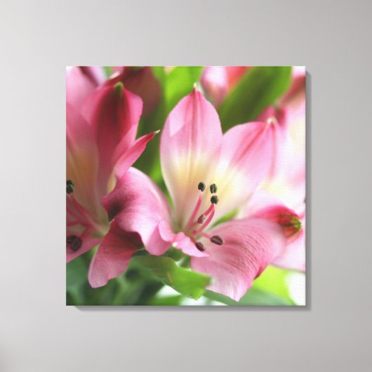 Frühling Alstro Stretched Canvas Print Leinwanddruck (Vorderseite)
