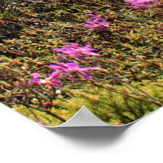 Frühling auf dem Bog Walk Poster (Ecke)