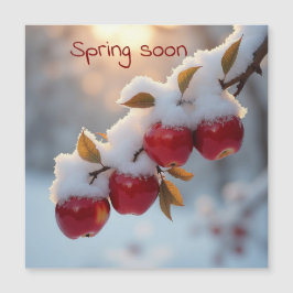 Frühling bald Schnee auf rote Äpfel Magnetkarte