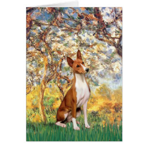 Frühling - Basenji