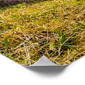 Frühling bei den Wasserfällen Poster (Ecke)