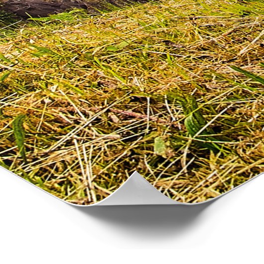 Frühling bei den Wasserfällen Poster (Ecke)