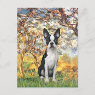 Frühling - Boston Terrier #1 Postkarte