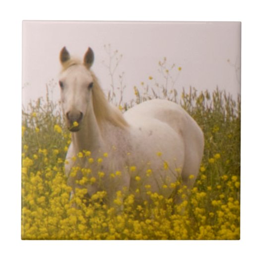 Frühling Fliese (Vorderseite)