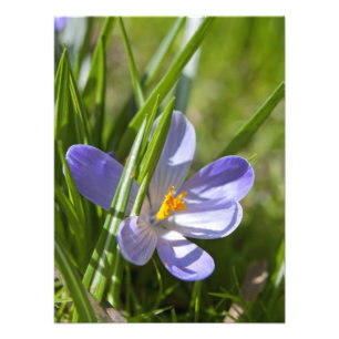 Frühling Fotodruck