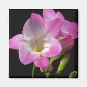 Frühling Freesia-Blumen Magnet