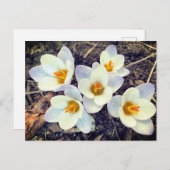 Frühling hat Sprung Crocus Blume Postkarte (Vorne/Hinten)