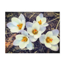 Frühling hat Sprung Crocus Blume