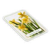 Frühling hat Sprung Yellow Daffodils Nah-up Foto Magnet (Rechte Seite)