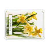 Frühling hat Sprung Yellow Daffodils Nah-up Foto Magnet (Horizontal)