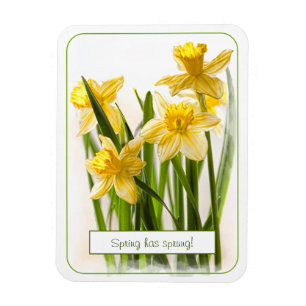 Frühling hat Sprung Yellow Daffodils Nahes Foto Magnet