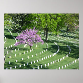 Frühling im Arlington National Friedhof Poster