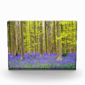 Frühling im Blauen Wald Fotoblock (Vorderseite)