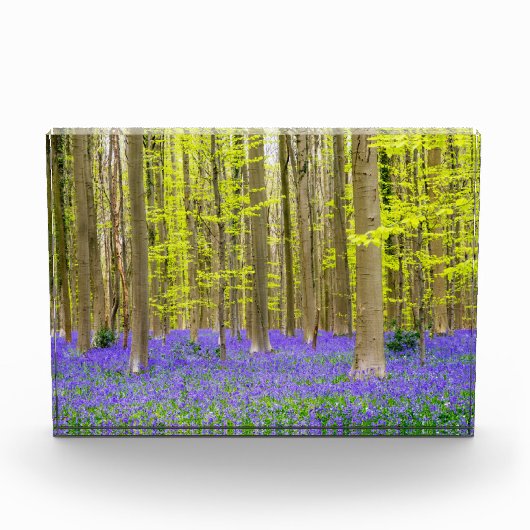 Frühling im Blauen Wald Fotoblock (Vorderseite)