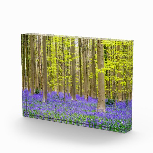 Frühling im Blauen Wald Fotoblock (Rechts)
