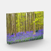 Frühling im Blauen Wald Fotoblock (Links)