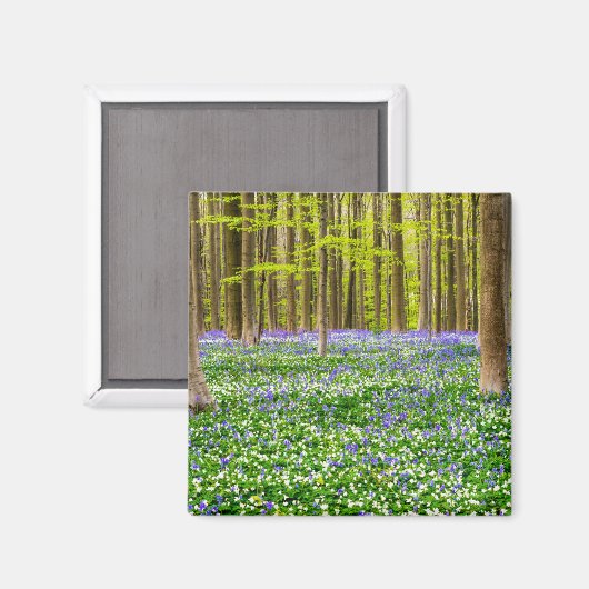 Frühling im Blauen Wald Magnet (Vorderseite/Rückseite)