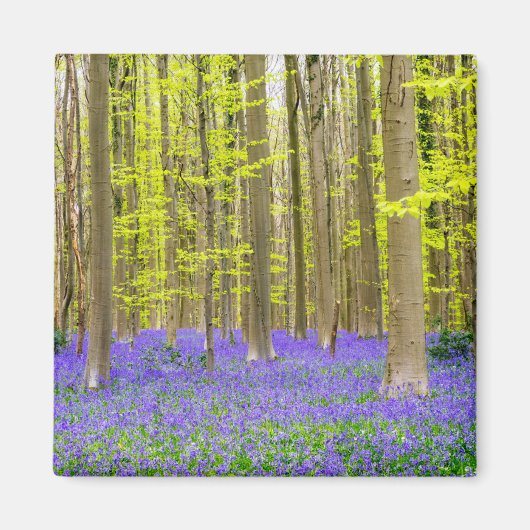 Frühling im Blauen Wald Magnet (Vorne)