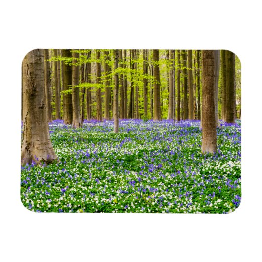 Frühling im Blauen Wald Magnet (Horizontal)