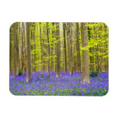 Frühling im Blauen Wald Magnet (Horizontal)