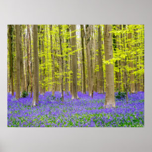 Frühling im Blauen Wald Poster