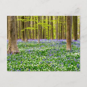 Frühling im Blauen Wald Postkarte