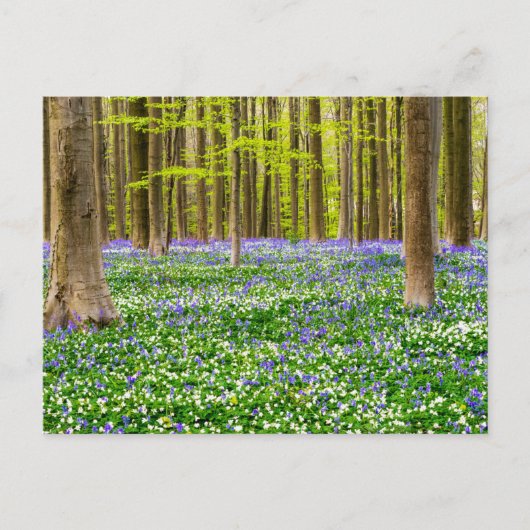 Frühling im Blauen Wald Postkarte (Vorderseite)