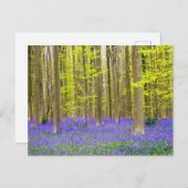 Frühling im Blauen Wald Postkarte (Vorne/Hinten)