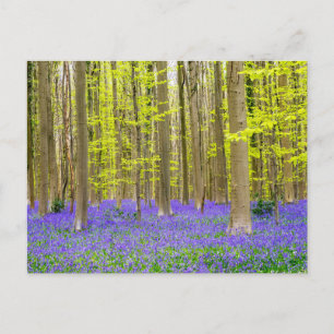 Frühling im Blauen Wald Postkarte