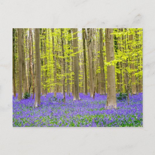 Frühling im Blauen Wald Postkarte (Vorderseite)
