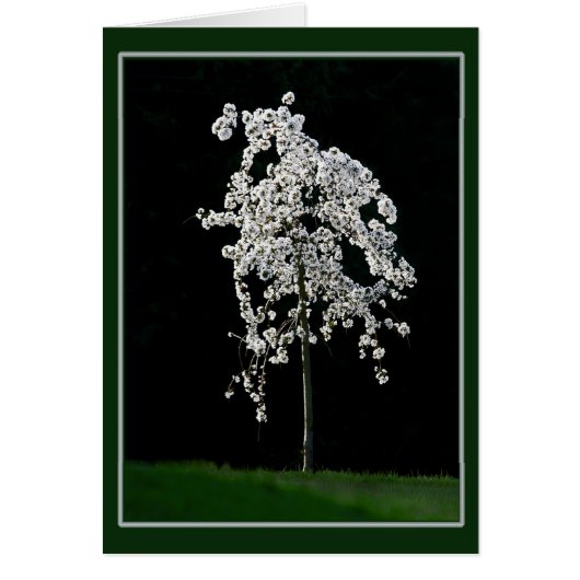 Frühling im Blut (Vorne)