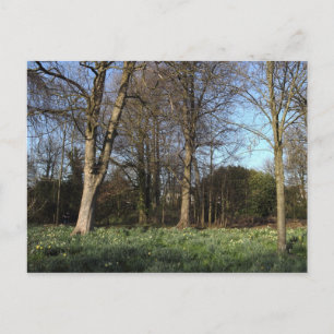 Frühling im Bute Park, Cardiff Postkarte