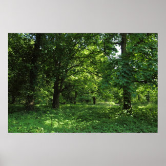 Frühling im Wald 01 Poster