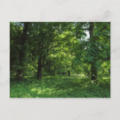 Frühling im Wald 01 Postkarte (Vorderseite)