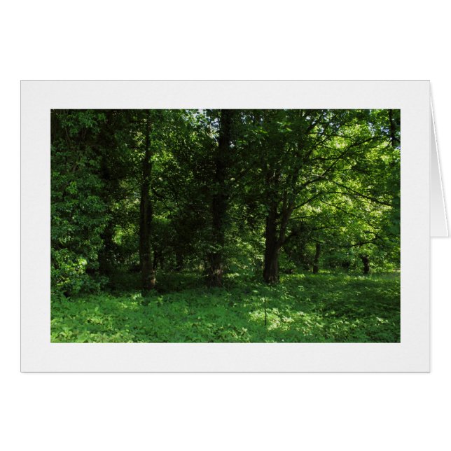 Frühling im Wald 02 (grenzt) (Vorderseite (Horizontal))