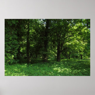 Frühling im Wald 02 Poster