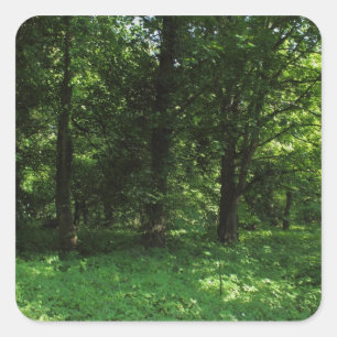 Frühling im Wald 02 Quadratischer Aufkleber