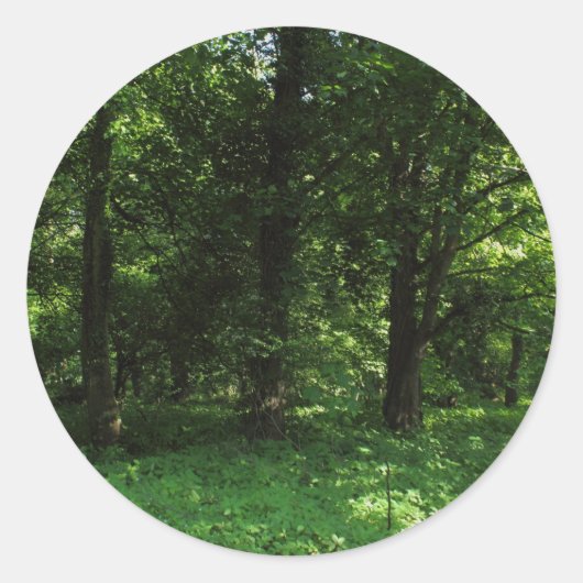 Frühling im Wald 02 Runder Aufkleber (Vorderseite)