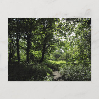 Frühling im Wald 03 Postkarte