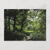 Frühling im Wald 03 Postkarte (Vorderseite)