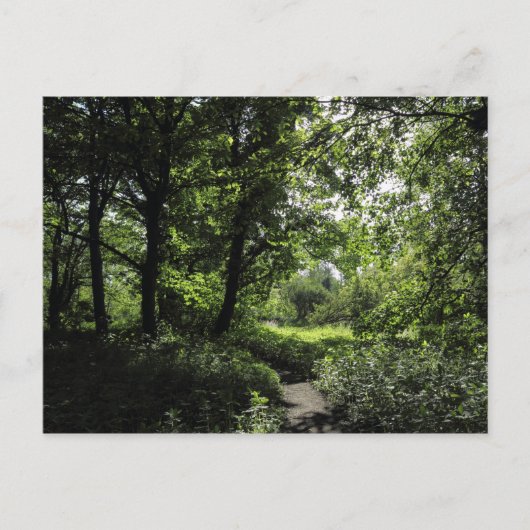 Frühling im Wald 03 Postkarte (Vorderseite)