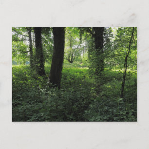 Frühling im Wald 04 Postkarte