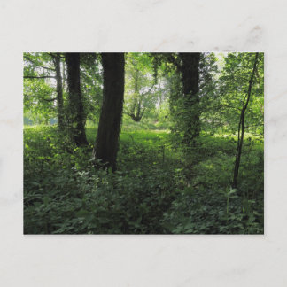 Frühling im Wald 04 Postkarte