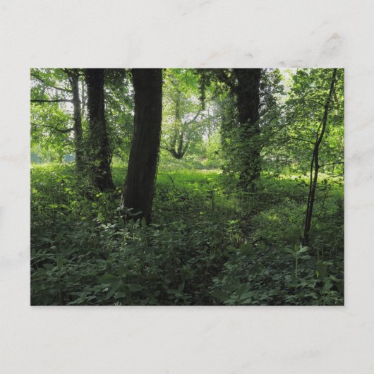 Frühling im Wald 04 Postkarte (Vorderseite)