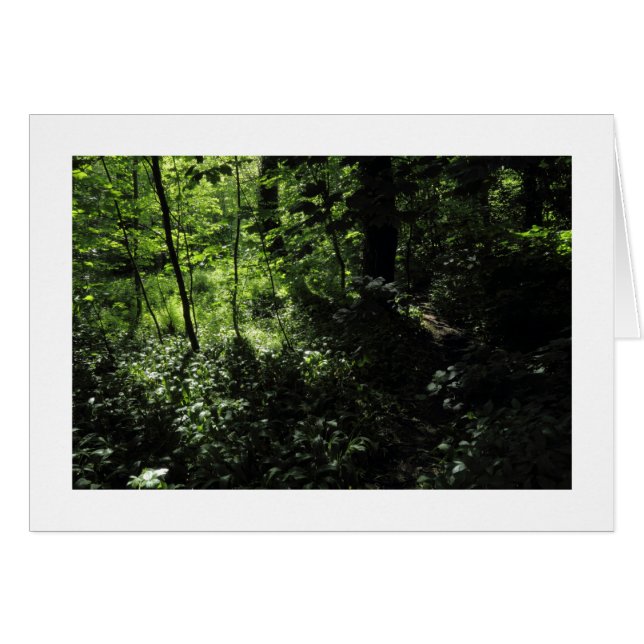 Frühling im Wald 05 (grenzt) (Vorderseite (Horizontal))