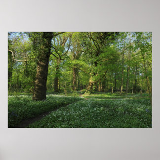 Frühling im Wald, Bute Park, Cardiff Poster