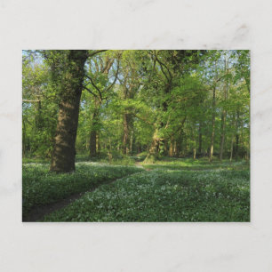 Frühling im Wald, Bute Park, Cardiff Postkarte