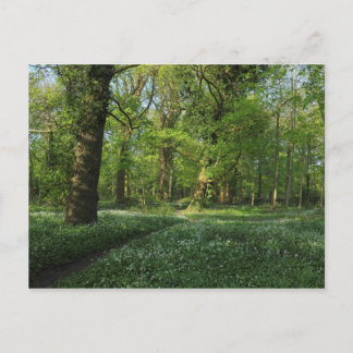 Frühling im Wald, Bute Park, Cardiff Postkarte