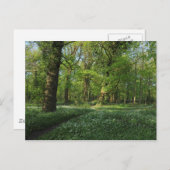 Frühling im Wald, Bute Park, Cardiff Postkarte (Vorne/Hinten)