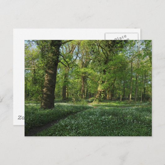 Frühling im Wald, Bute Park, Cardiff Postkarte (Vorne/Hinten)